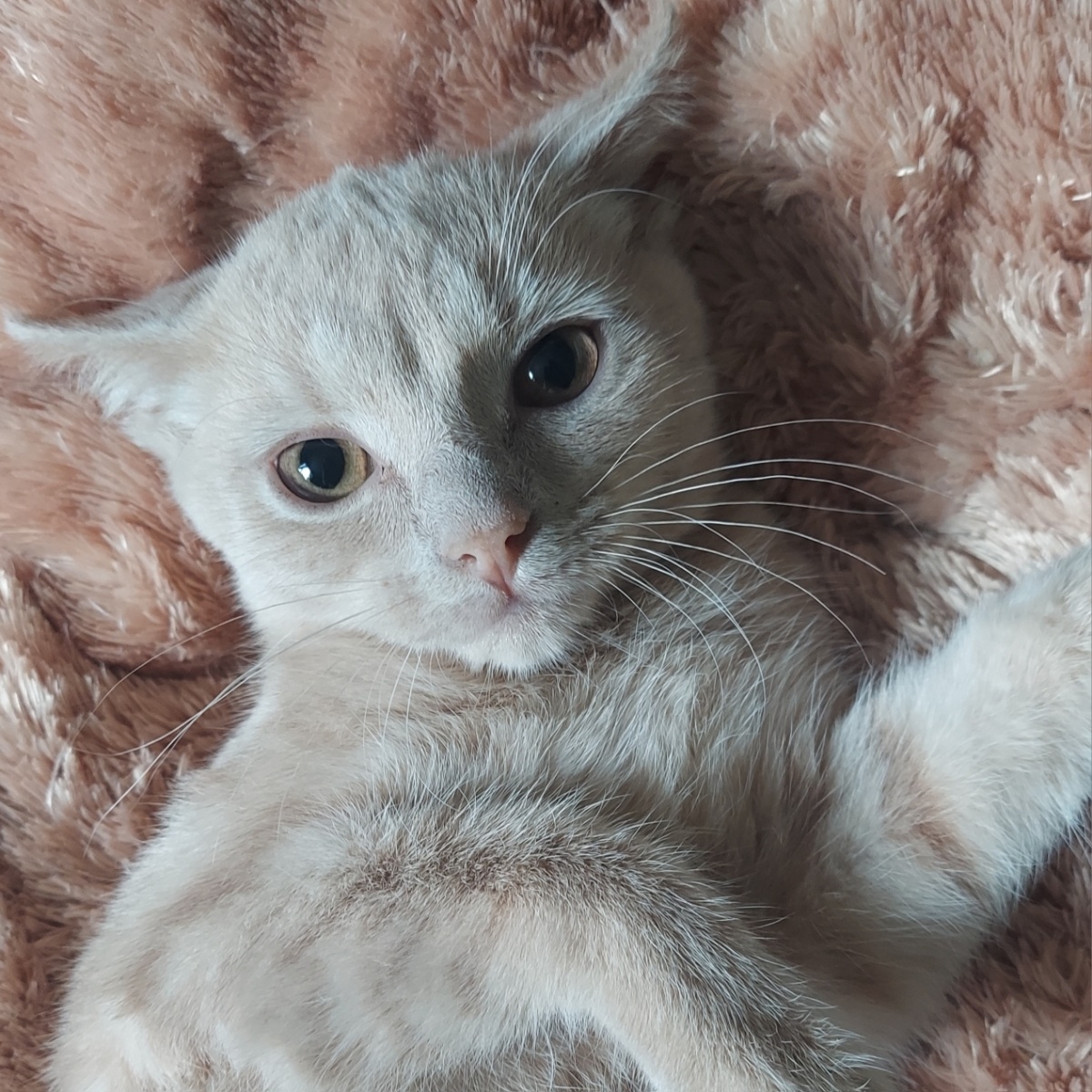 Enlarge Apricot, a Adoptable Domestic Short Hair in North Huntingdon, PA image 5/6