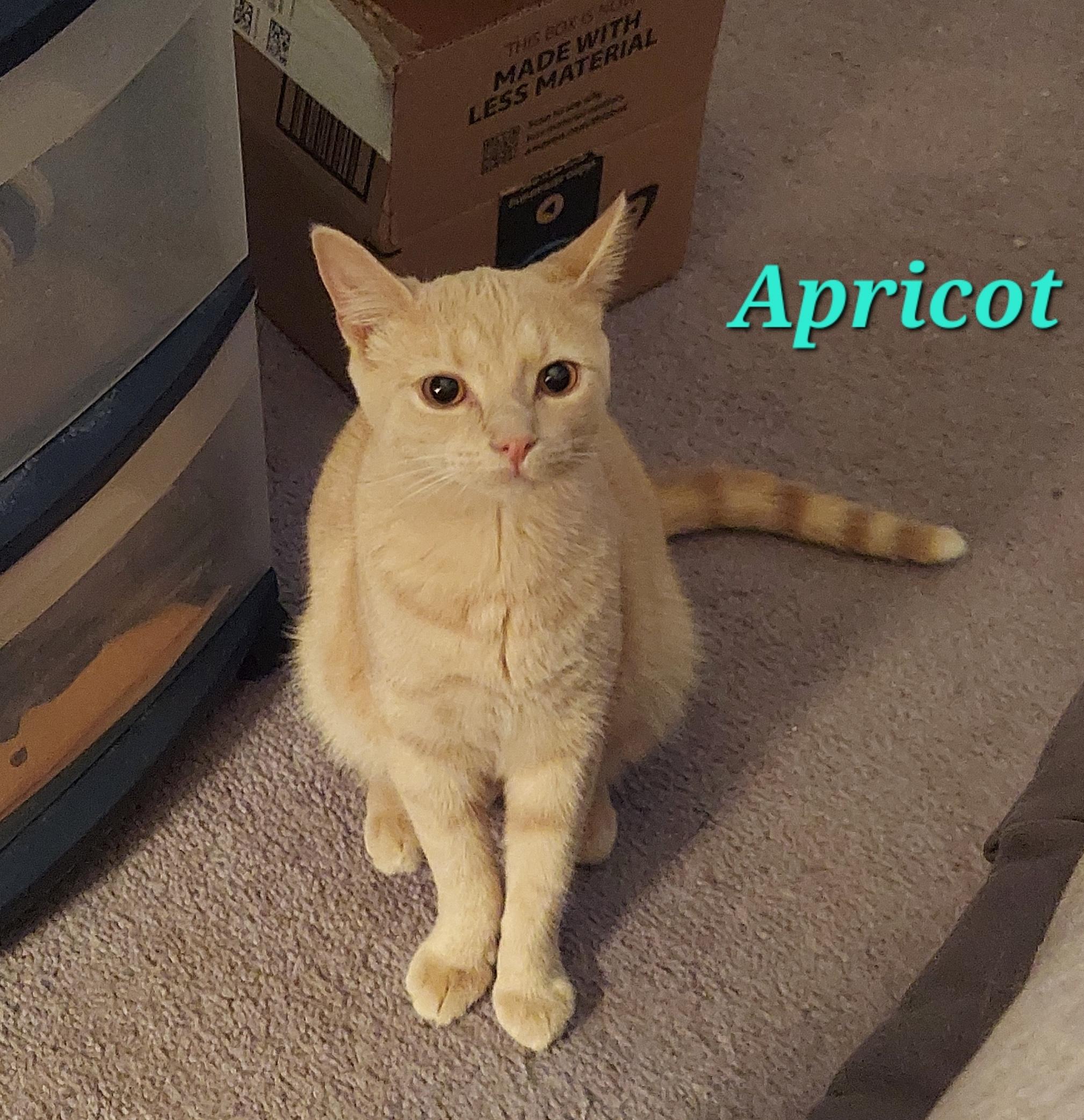 Enlarge Apricot, a Adoptable Domestic Short Hair in North Huntingdon, PA image 3/6
