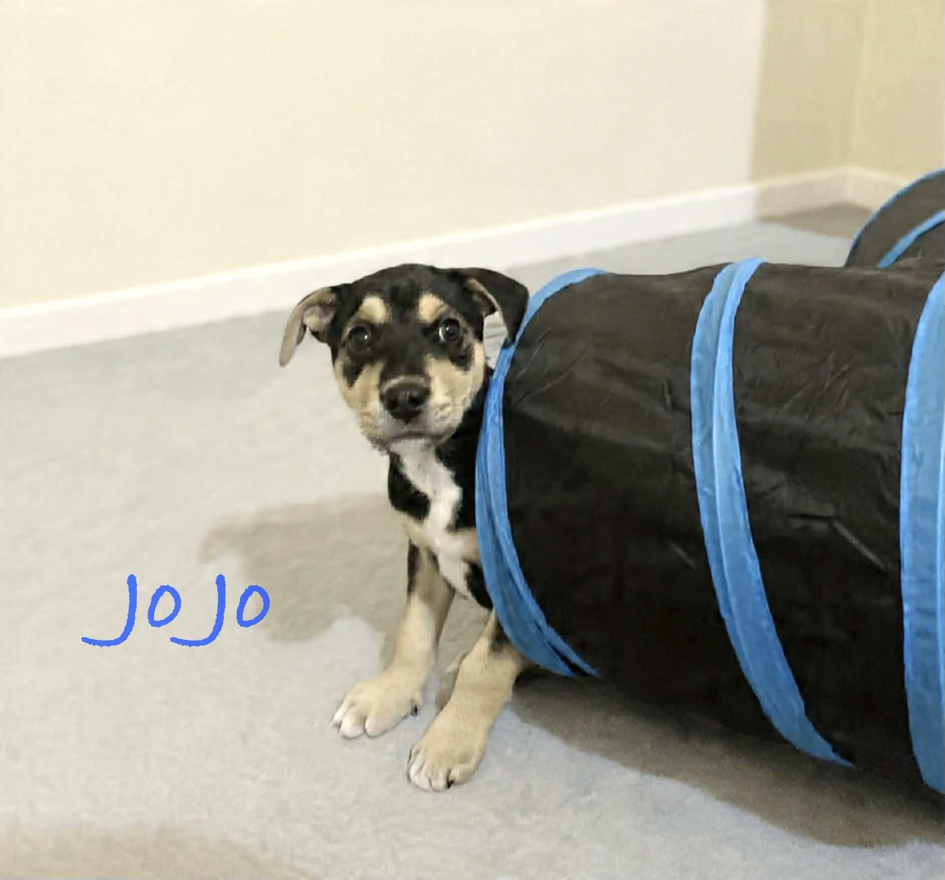 Jo Jo, ADOPTABLE, Puppy Male Hound & German Shepherd Dog.
