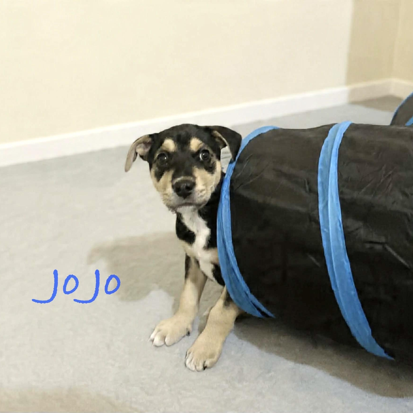 Enlarge Jo Jo, a ADOPTABLE mixed breed in Hatfield, PA image 2/3