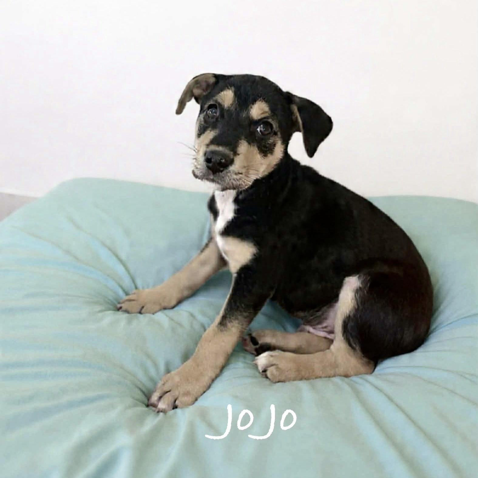 Enlarge Jo Jo, a ADOPTABLE mixed breed in Hatfield, PA image 3/3