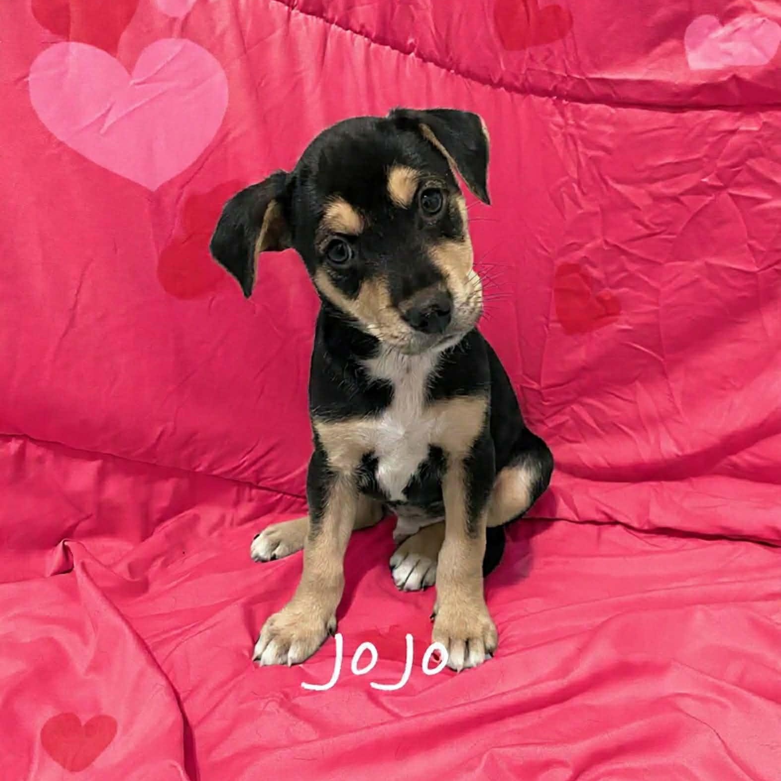Jo Jo, ADOPTABLE, Puppy Male Labrador Retriever & German Shepherd Dog.