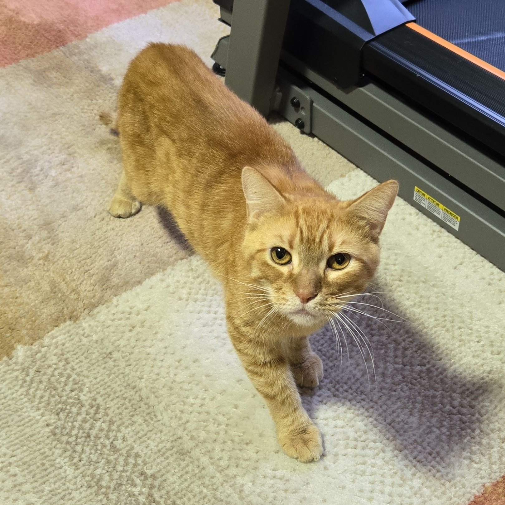 Oscar, Adoptable, Adult Male Tabby & Domestic Short Hair.