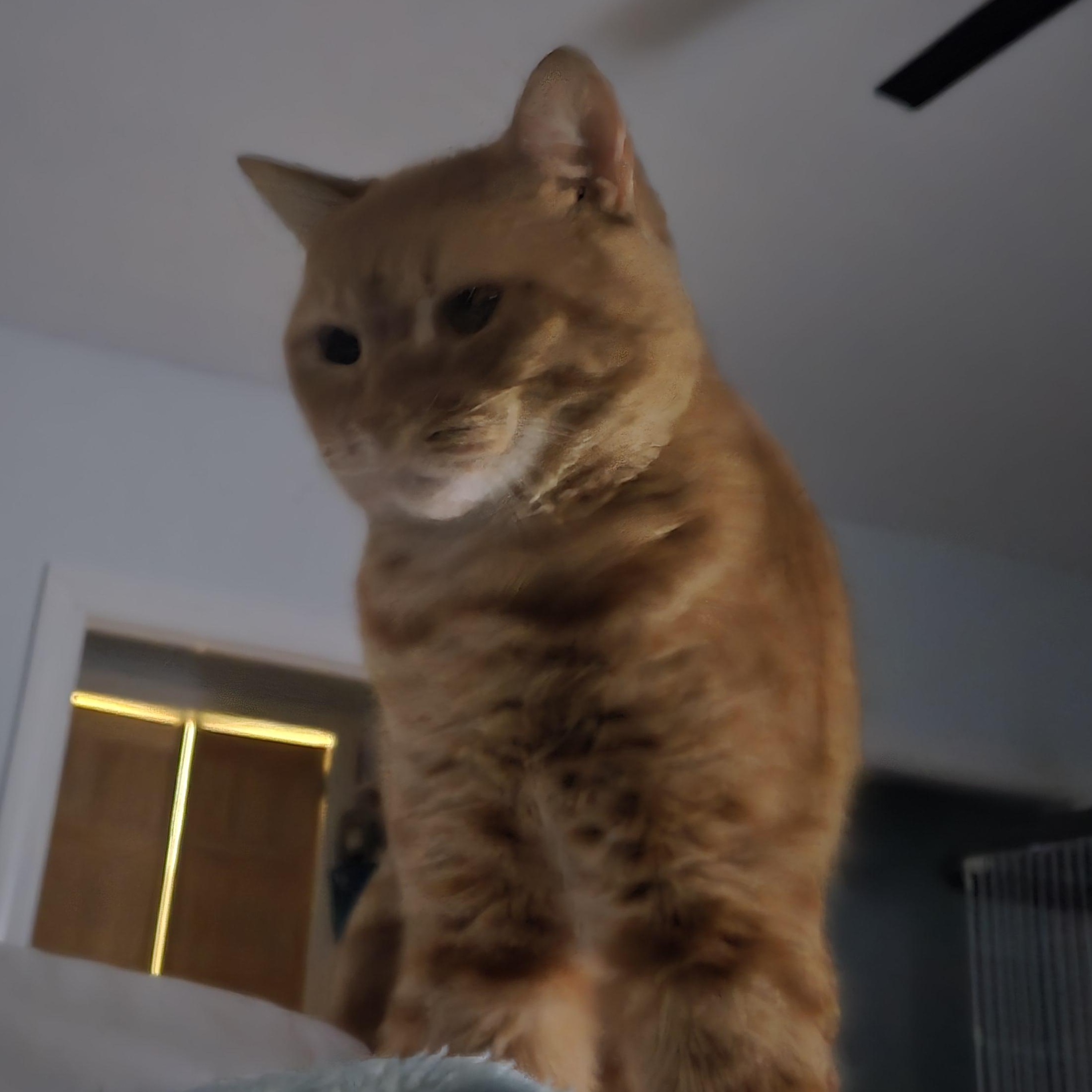 Enlarge Oscar, a Adoptable mixed breed in Baltimore, MD image 2/5