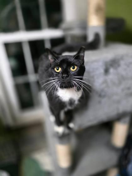 Enlarge Peppermint Patty, a Adoptable mixed breed in Berwick, PA image 1/1