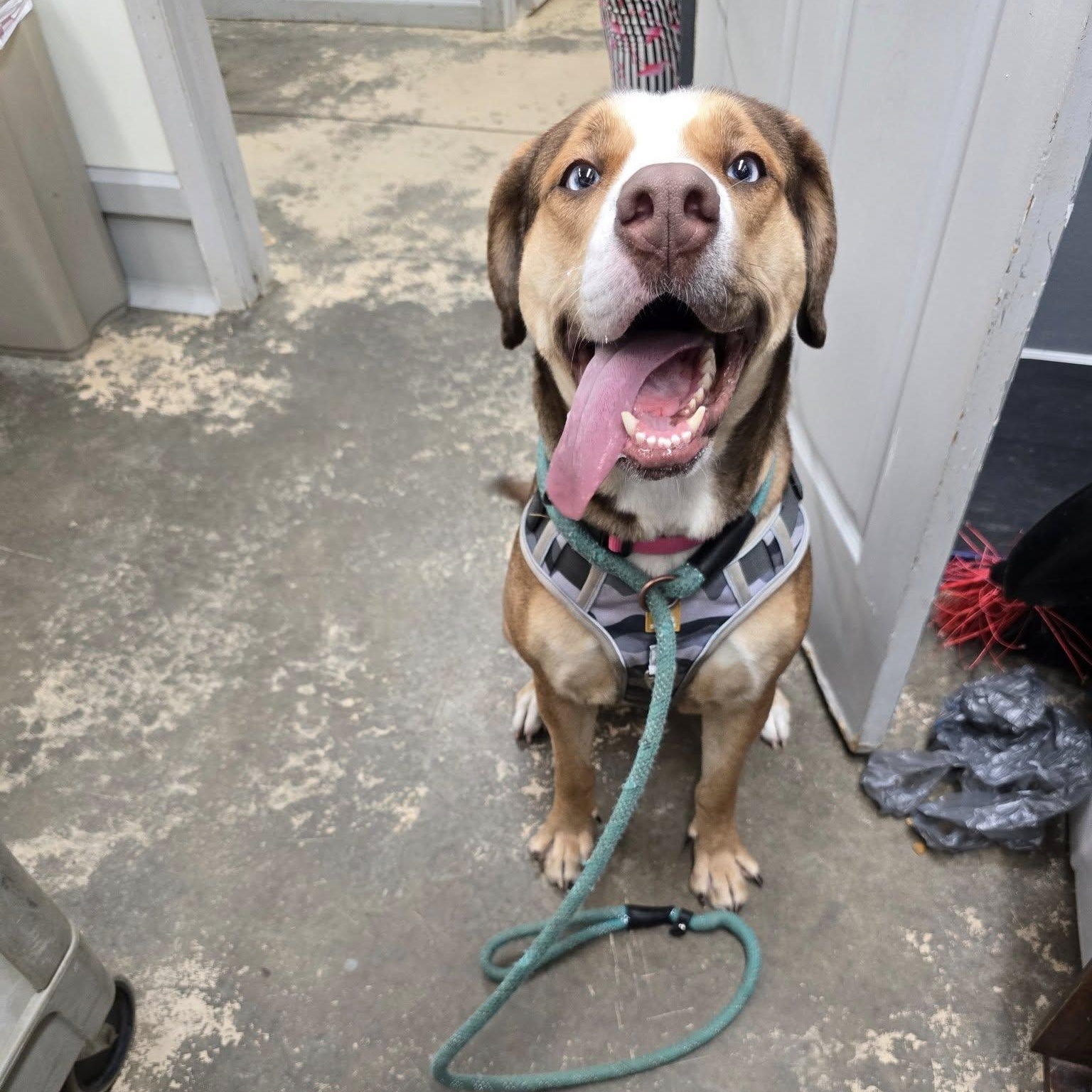 Hunny, a ADOPTABLE Mixed Breed in Saint Marys, PA image 2/2