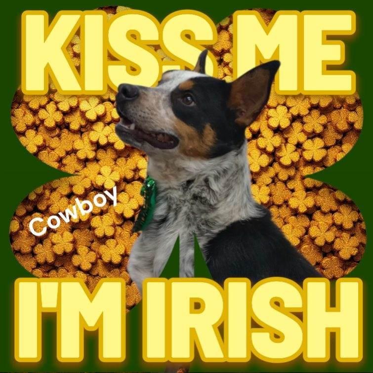 COWBOY, Adoptable, Adult Male Australian Cattle Dog / Blue Heeler & Australian Cattle Dog / Blue Heeler.