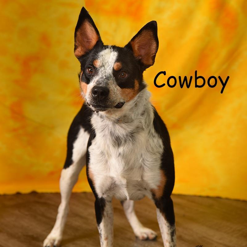 Enlarge COWBOY, a Adoptable mixed breed in Holton, KS image 2/6
