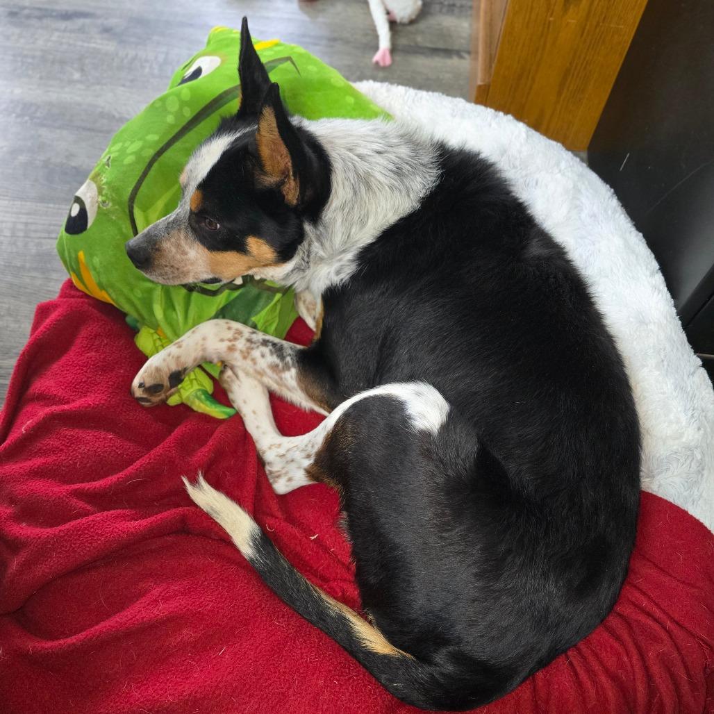 COWBOY, Adoptable, Adult Male Australian Cattle Dog / Blue Heeler & Australian Cattle Dog / Blue Heeler.