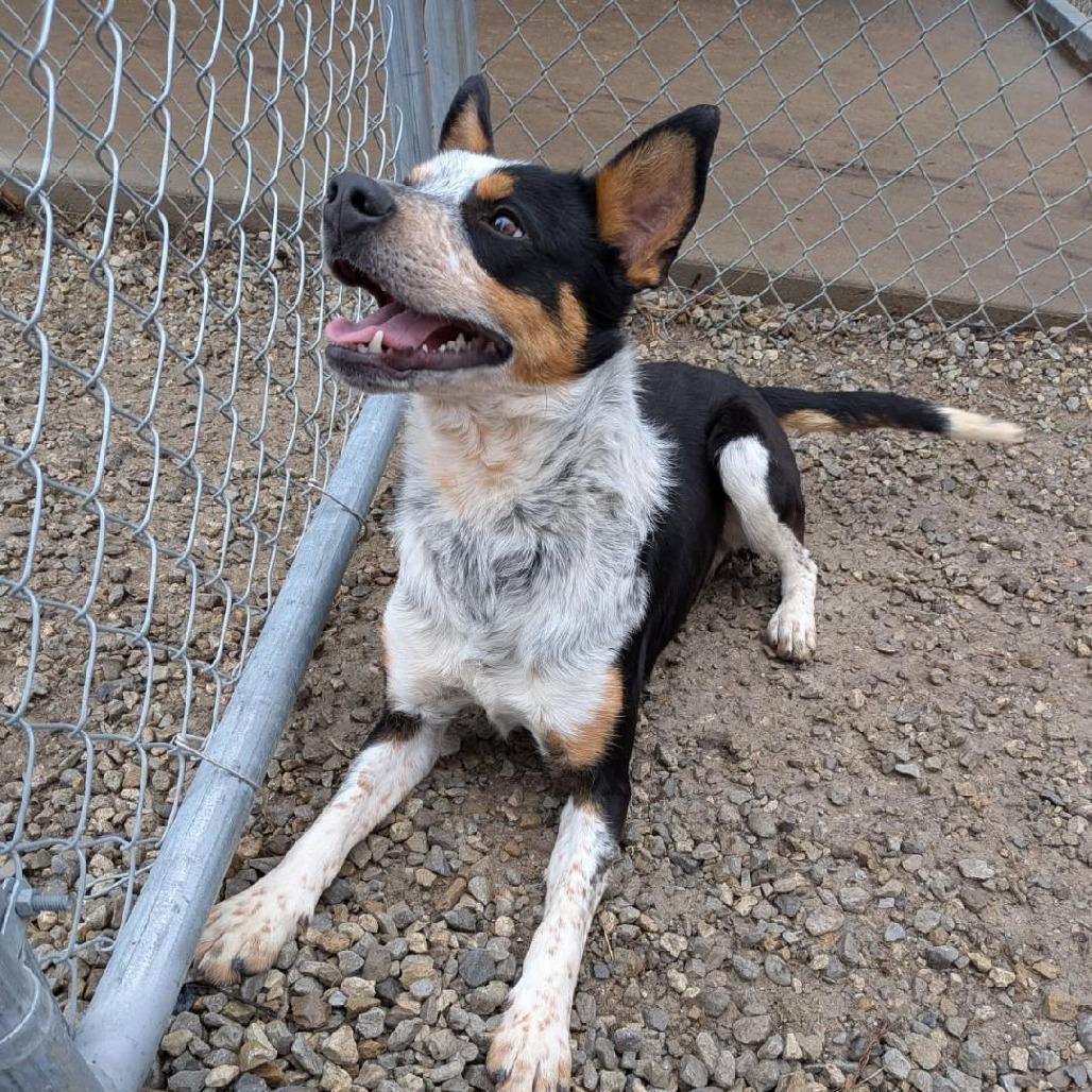 Enlarge COWBOY, a Adoptable mixed breed in Holton, KS image 3/4