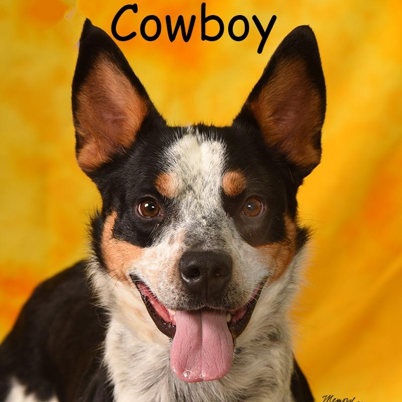 Enlarge COWBOY, a Adoptable mixed breed in Holton, KS image 5/6
