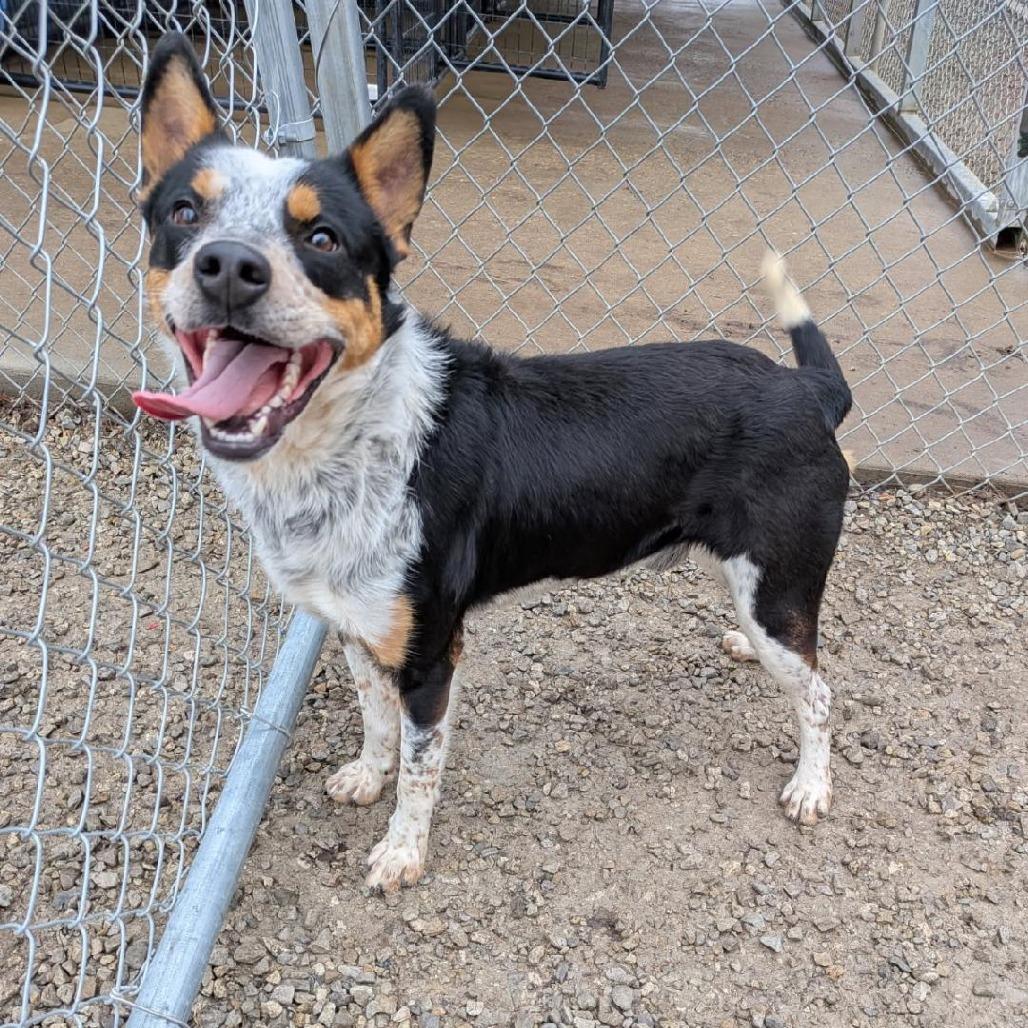 Enlarge COWBOY, a Adoptable mixed breed in Holton, KS image 4/4