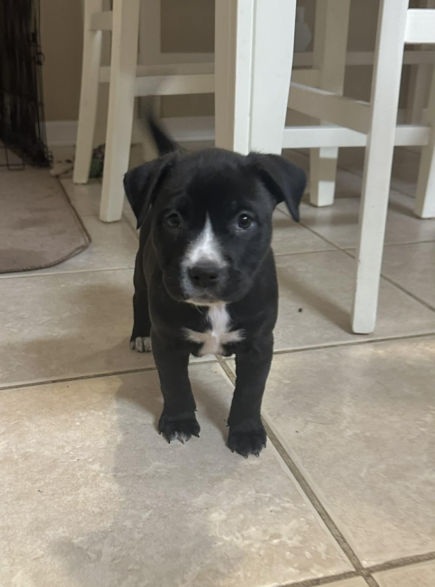 Hope, adopted, Puppy Female Labrador Retriever & Pit Bull Terrier.
