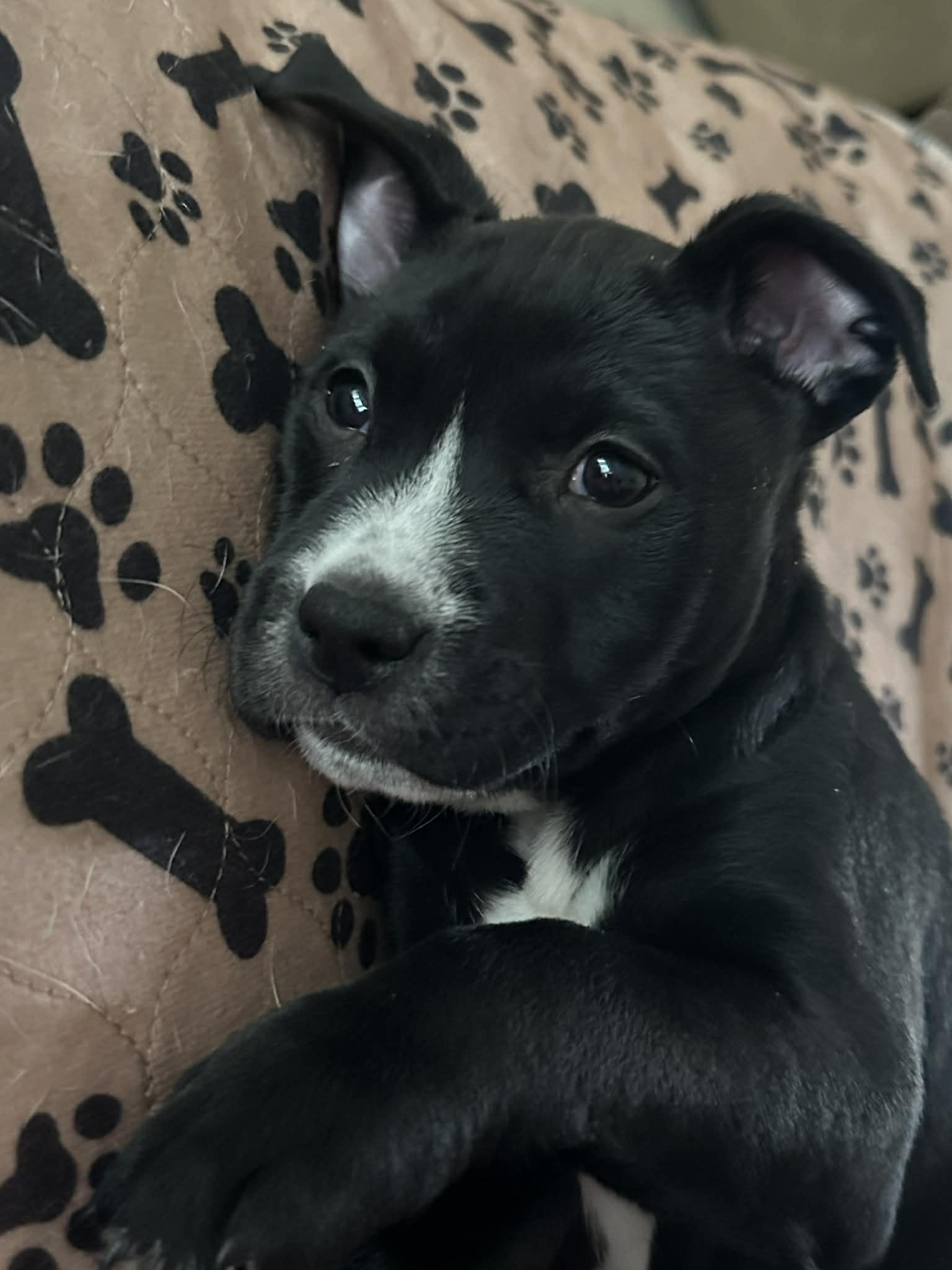 Enlarge Hope, an adopted mixed breed in O'Fallon, MO image 5/6