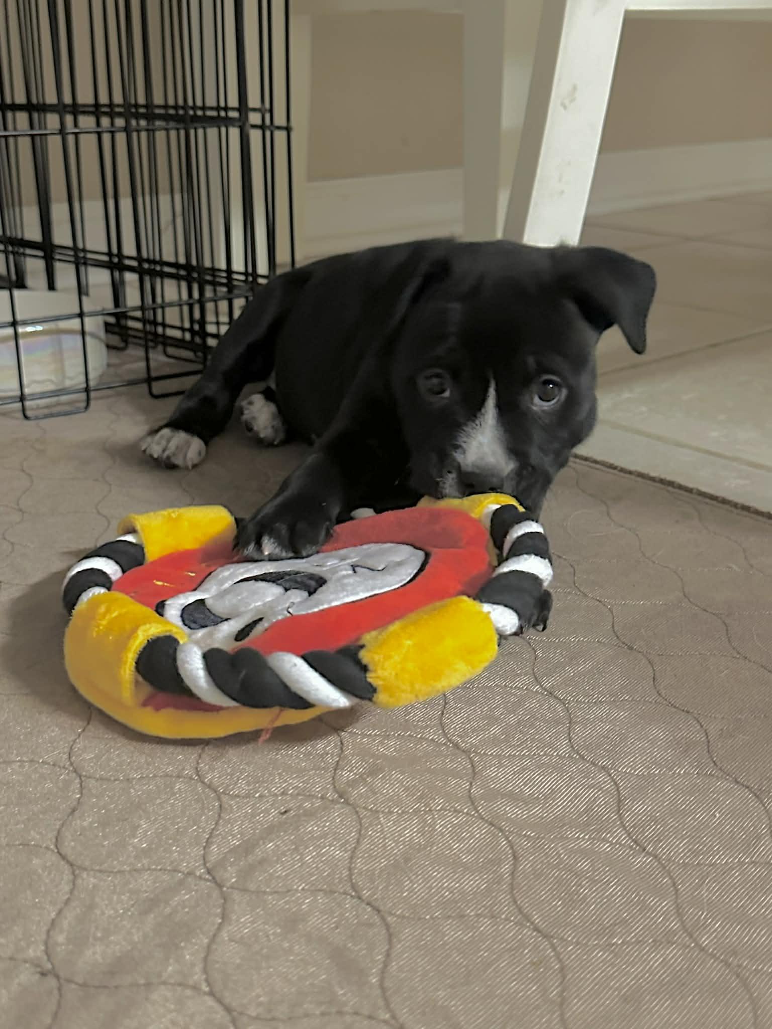 Enlarge Hope, an adopted mixed breed in O'Fallon, MO image 6/6