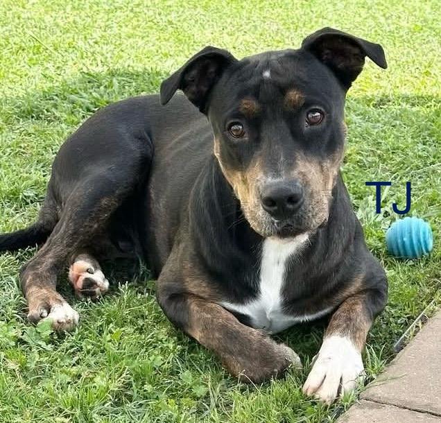 Enlarge TJ, a Adoptable mixed breed in Covington, TX image 1/4