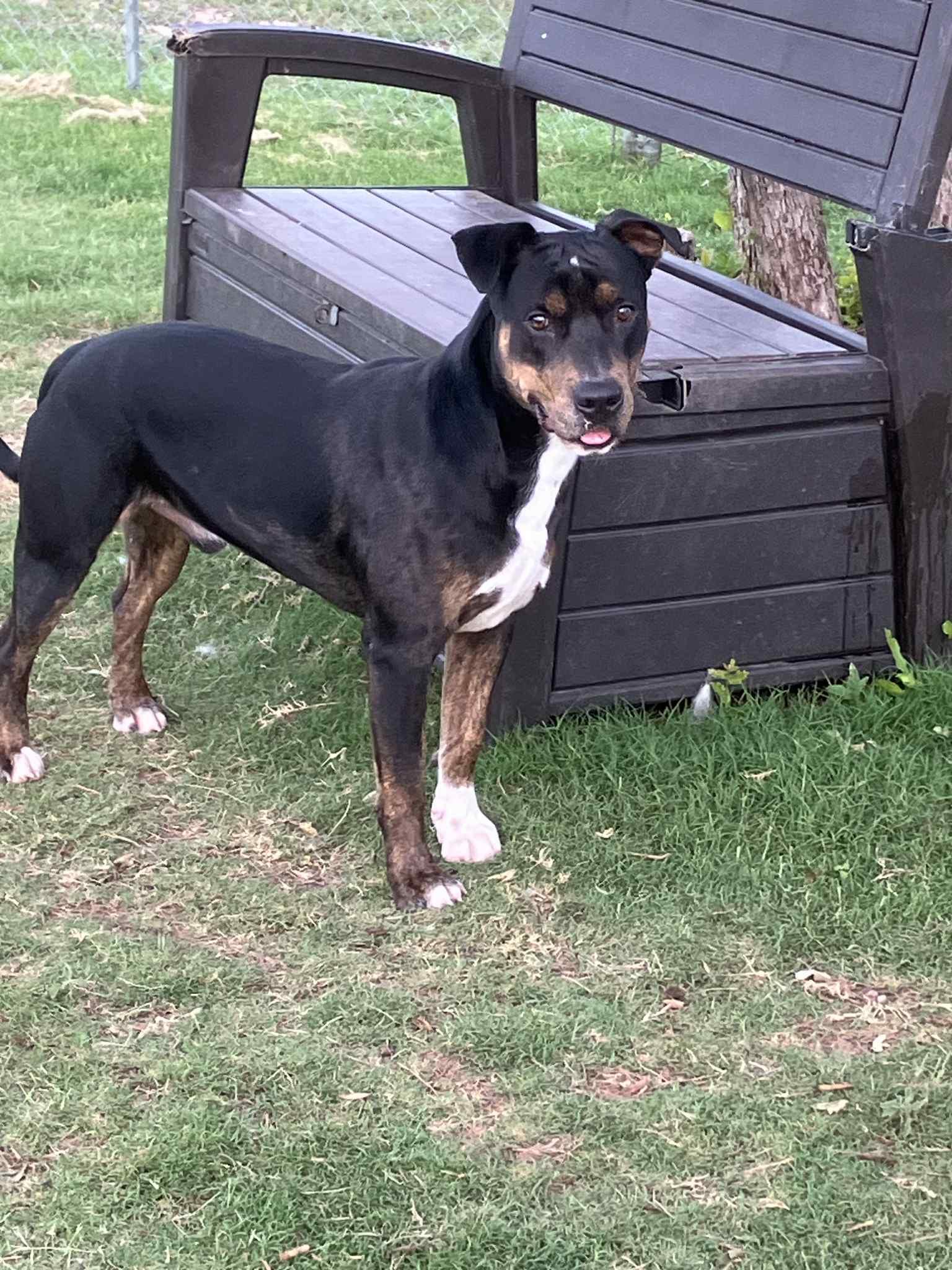 Enlarge TJ, a Adoptable mixed breed in Covington, TX image 3/4