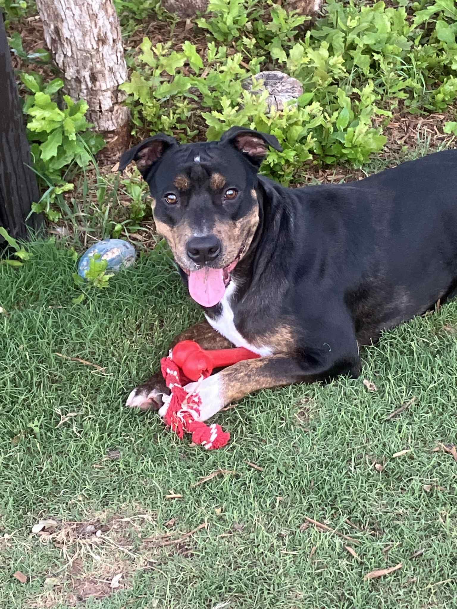 Enlarge TJ, a Adoptable mixed breed in Covington, TX image 4/4