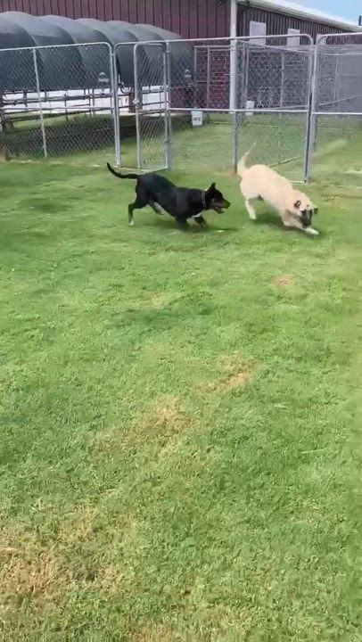 Enlarge TJ, a Adoptable mixed breed in Covington, TX video 2/4