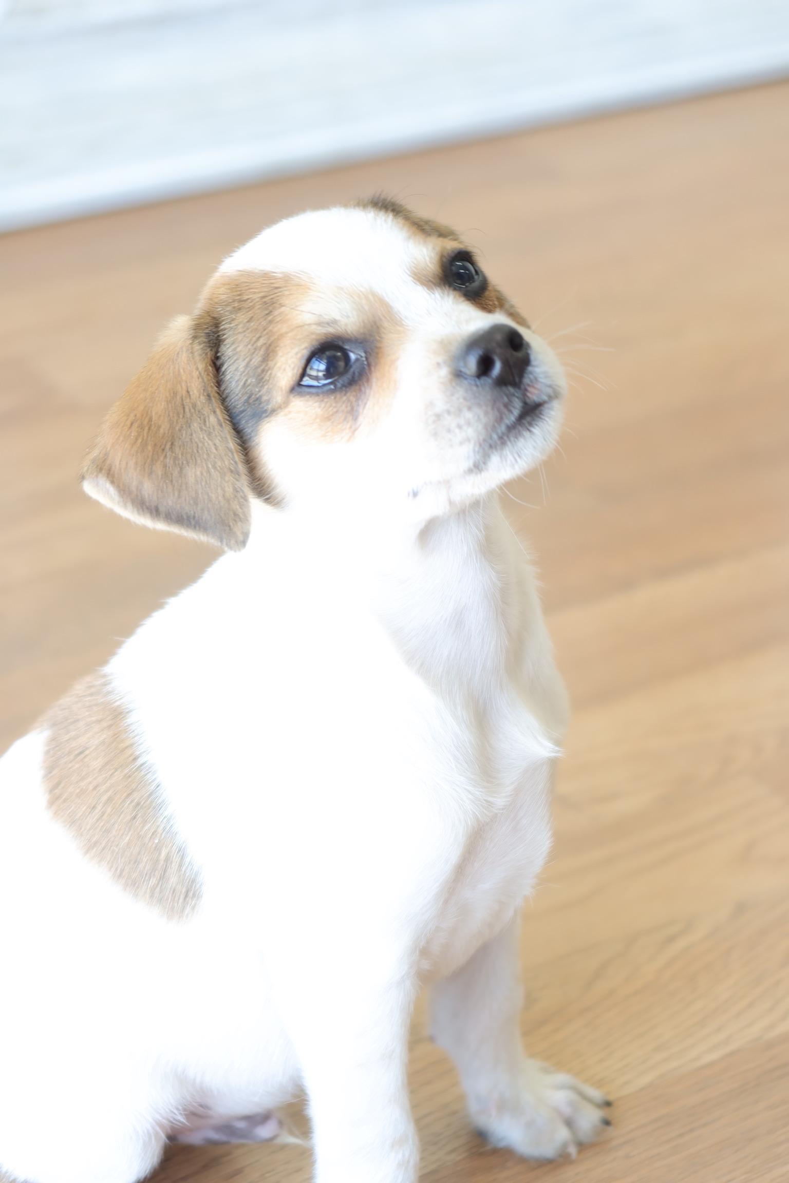 Woody, adoptable, Puppy Male Chihuahua.