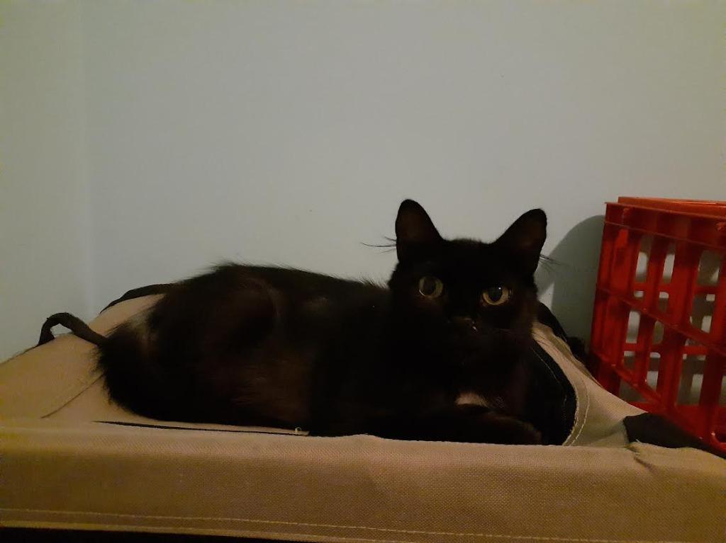 Stella Bella — thumbnail 2