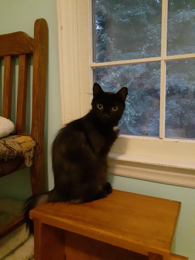 Stella Bella — thumbnail 3