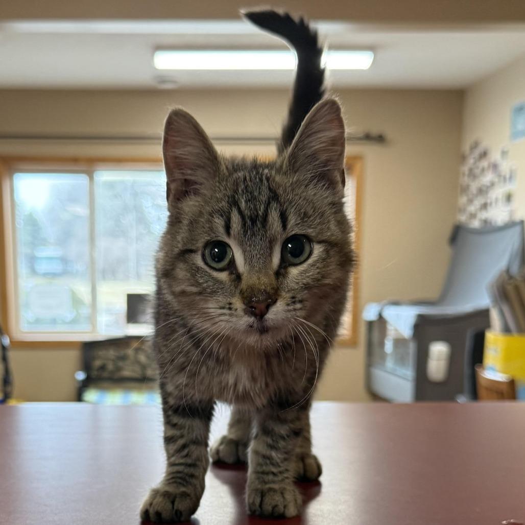 Enlarge April C26-010, a Adoptable Domestic Short Hair in Elbow Lake, MN image 1/1