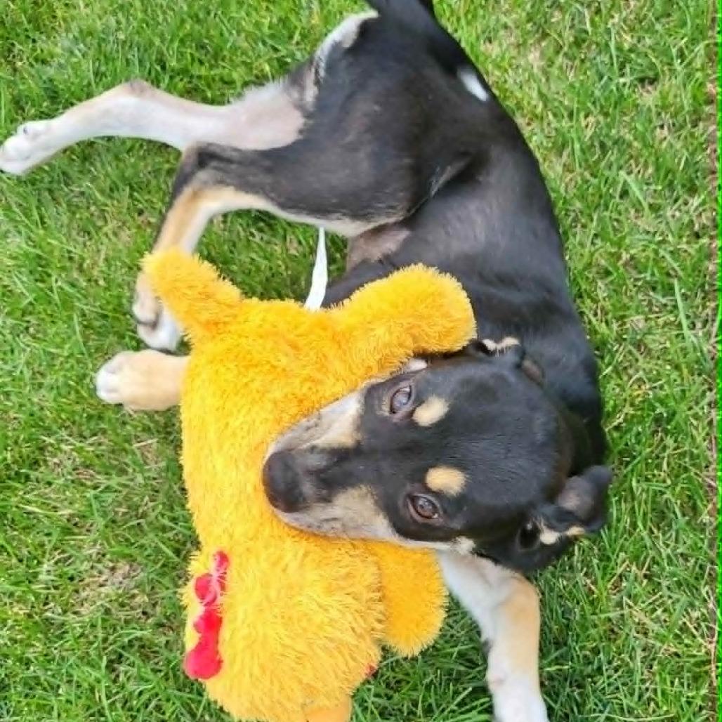 Simone, a Adoptable mixed breed in Joliet, IL image 1/6