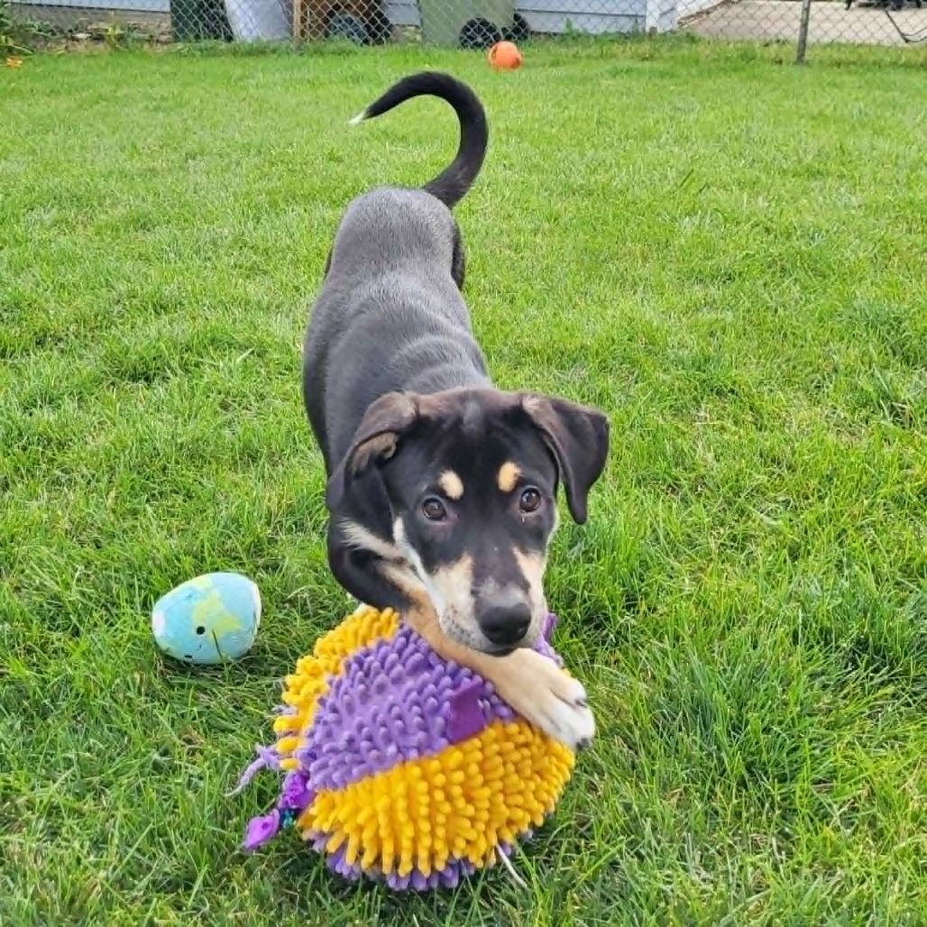 Simone, a Adoptable mixed breed in Joliet, IL image 2/6