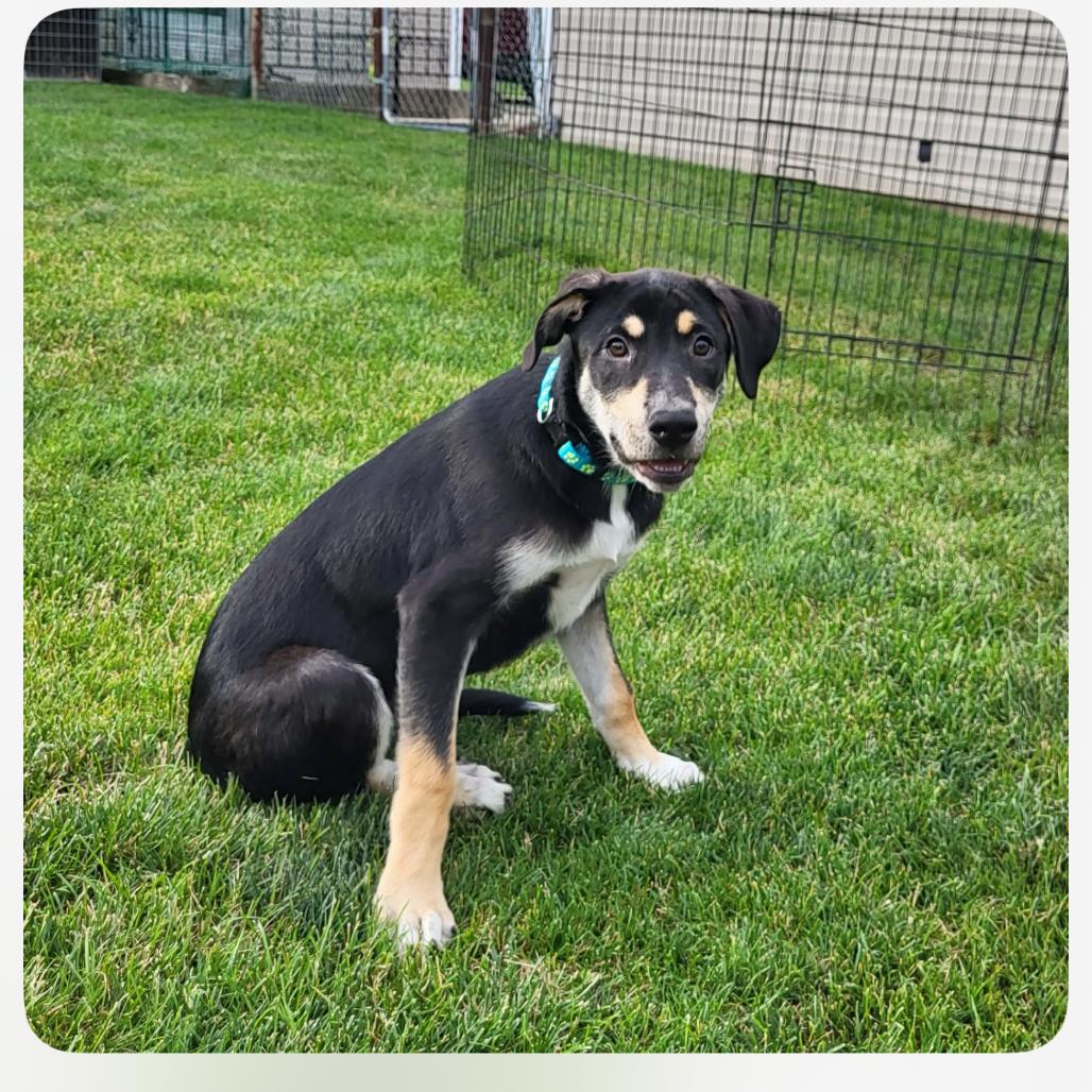 Simone, a Adoptable mixed breed in Joliet, IL image 3/6