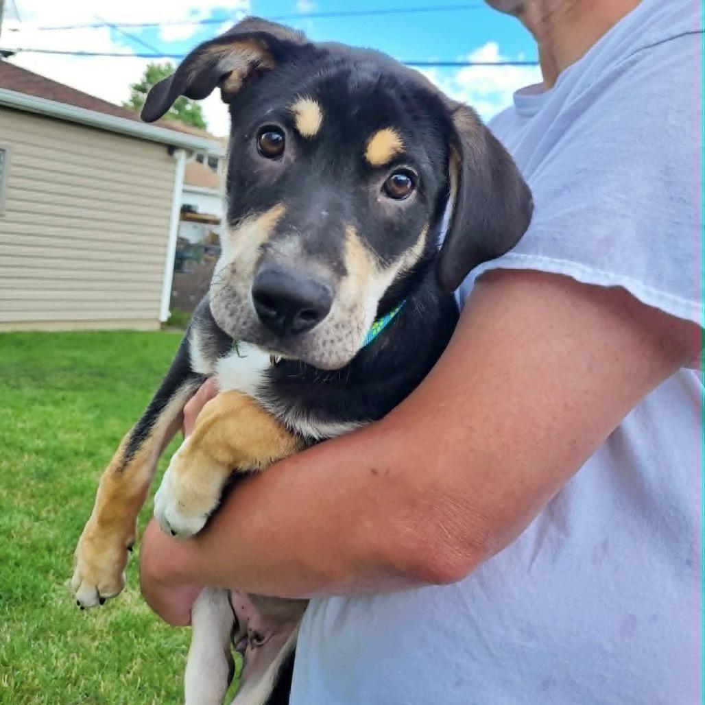Simone, a Adoptable mixed breed in Joliet, IL image 4/6