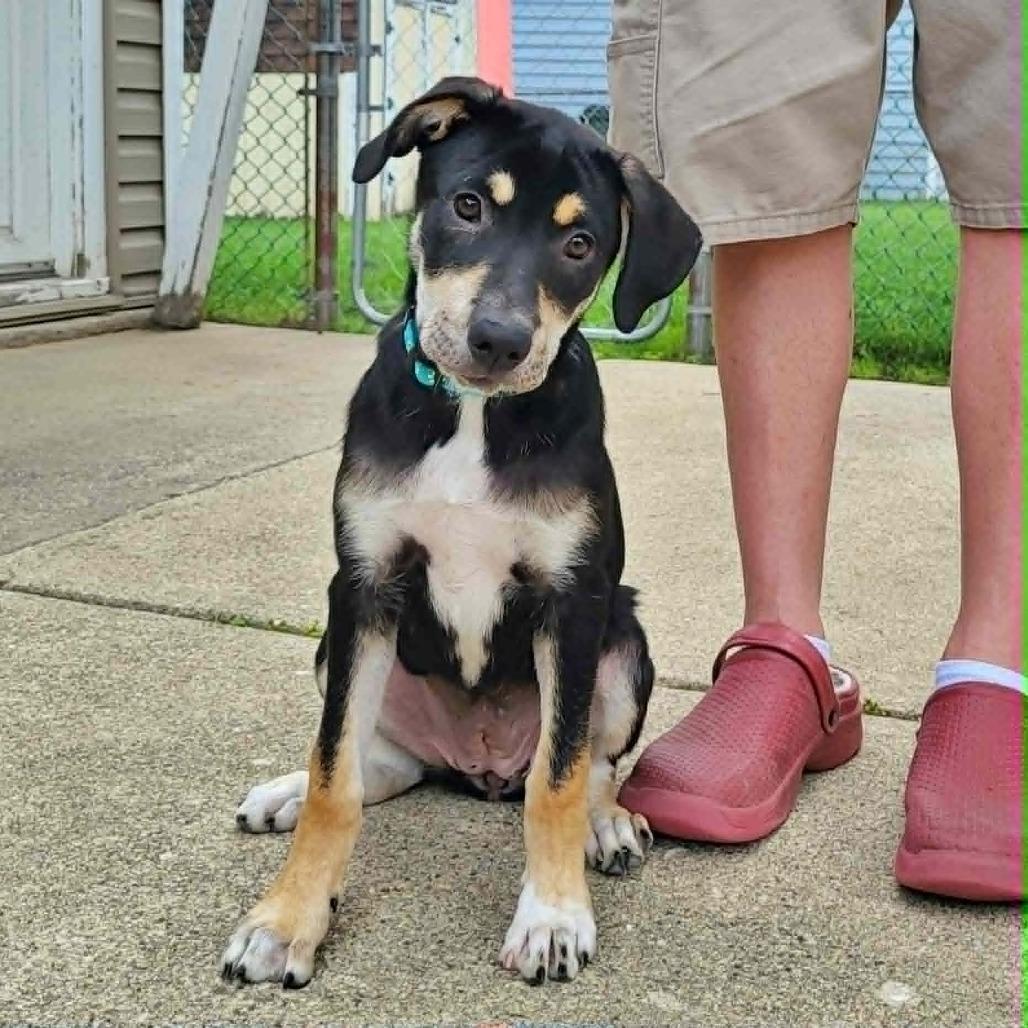 Simone, a Adoptable mixed breed in Joliet, IL image 5/6