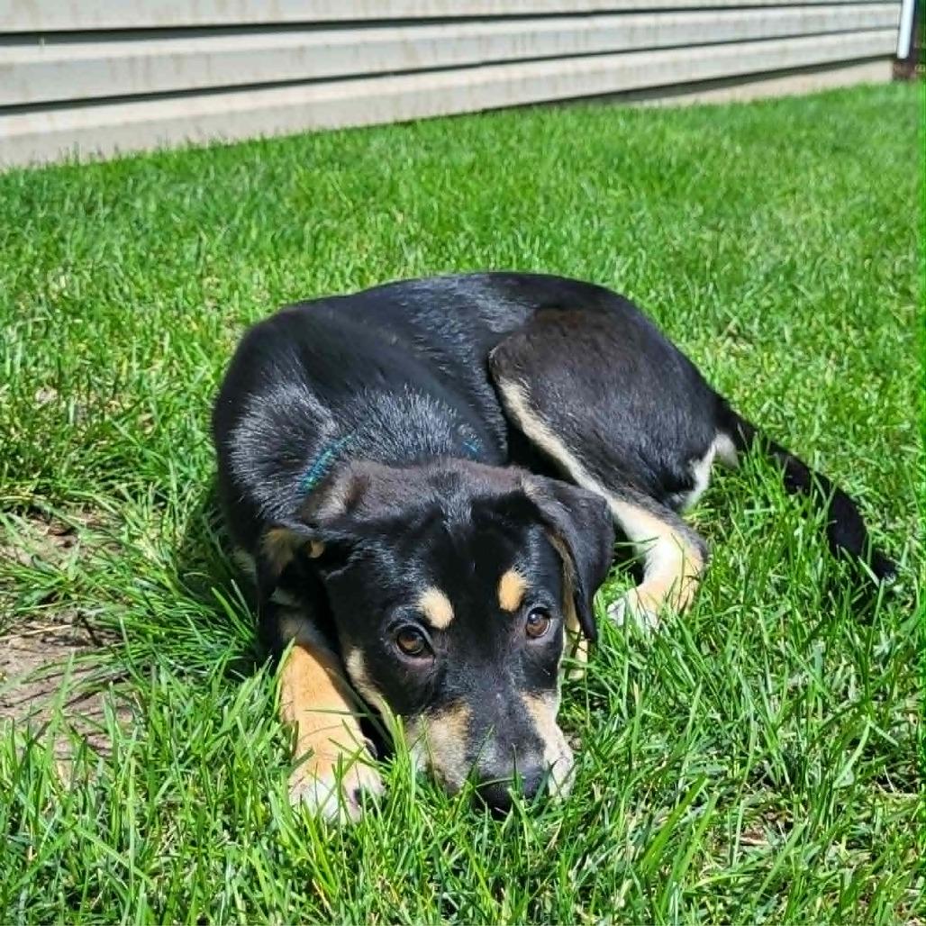Simone, a Adoptable mixed breed in Joliet, IL image 6/6