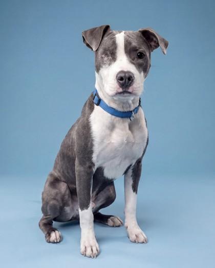 Enlarge Todd, a Adoptable mixed breed in Washington, DC image 1/2