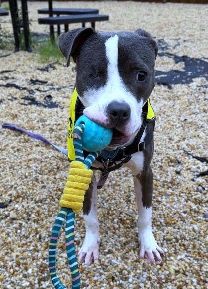 Enlarge Todd, a Adoptable mixed breed in Washington, DC image 2/3