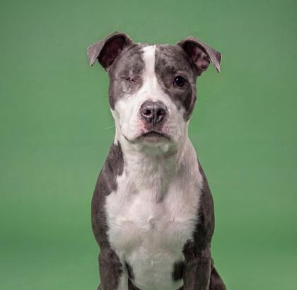 Enlarge Todd, a Adoptable mixed breed in Washington, DC image 2/2