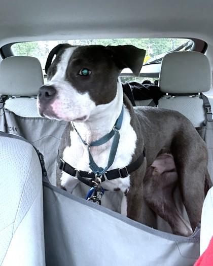 Enlarge Todd, a Adoptable mixed breed in Washington, DC image 3/3