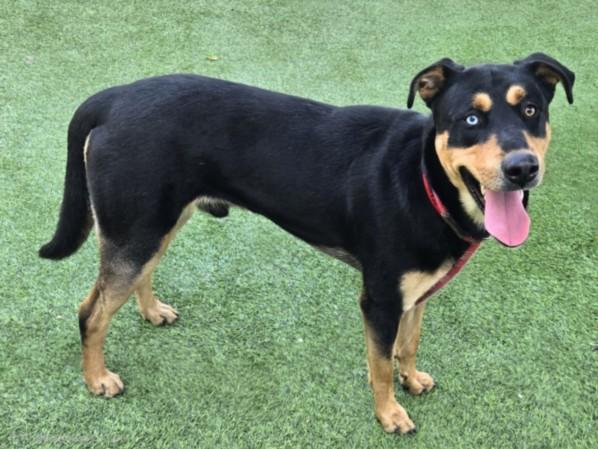 FLASH, Adoptable, Young Male German Shepherd Dog & Mixed Breed.
