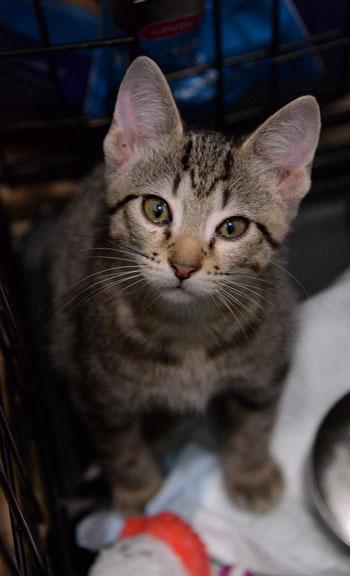 Enlarge Kristoff, an adoptable mixed breed in Fort Leavenworth, KS image 2/6