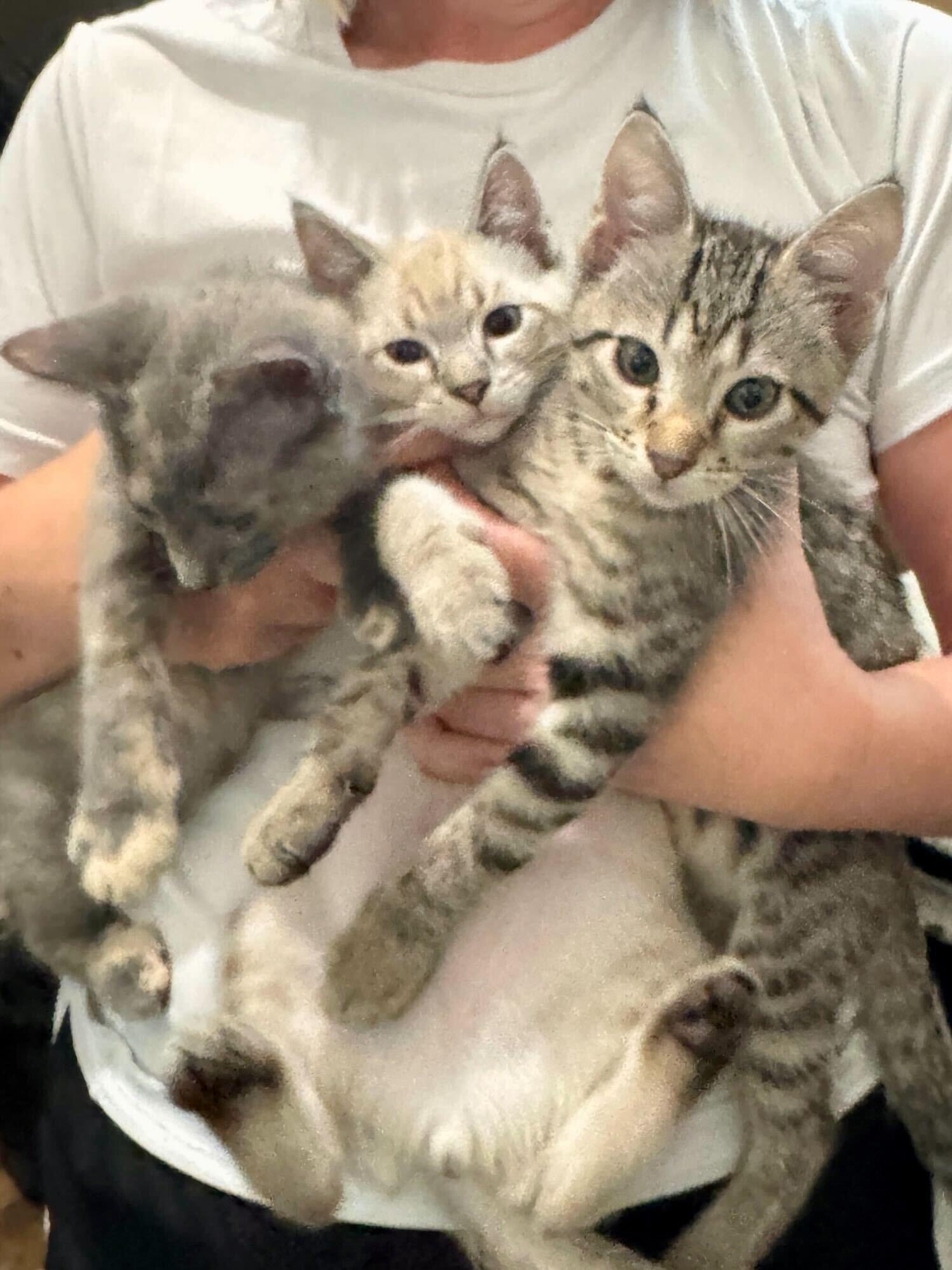 Enlarge Kristoff, an adoptable mixed breed in Fort Leavenworth, KS image 3/6