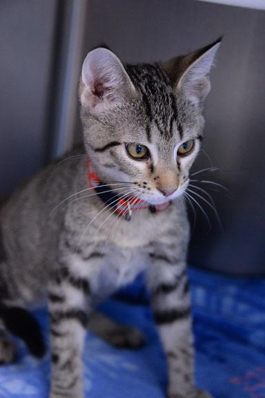 Enlarge Kristoff, an adoptable mixed breed in Fort Leavenworth, KS image 4/6