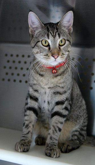 Enlarge Kristoff, an adopted mixed breed in Fort Leavenworth, KS image 3/6