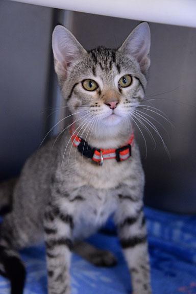 Enlarge Kristoff, an adoptable mixed breed in Fort Leavenworth, KS image 1/6