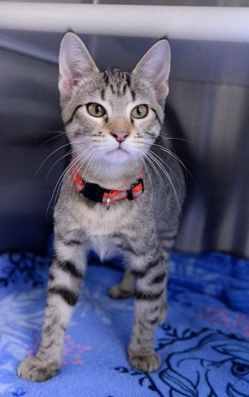 Enlarge Kristoff, an adoptable mixed breed in Fort Leavenworth, KS image 5/6