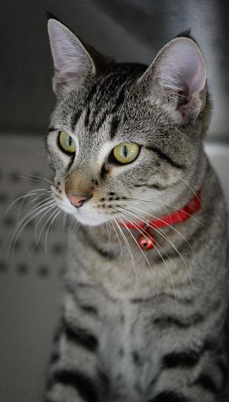 Enlarge Kristoff, an adopted mixed breed in Fort Leavenworth, KS image 2/6