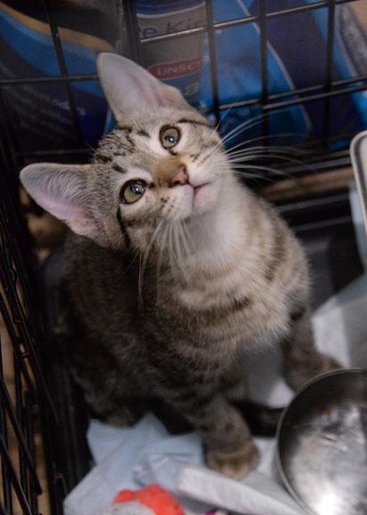 Enlarge Kristoff, an adoptable mixed breed in Fort Leavenworth, KS image 6/6