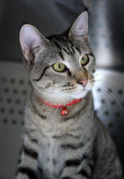 Kristoff, adoptable, Young Male Tabby & Siamese.