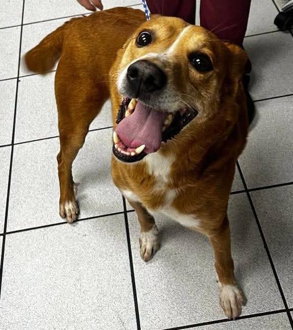 Enlarge Paul, a Adoptable mixed breed in Macclesfield, NC image 2/2