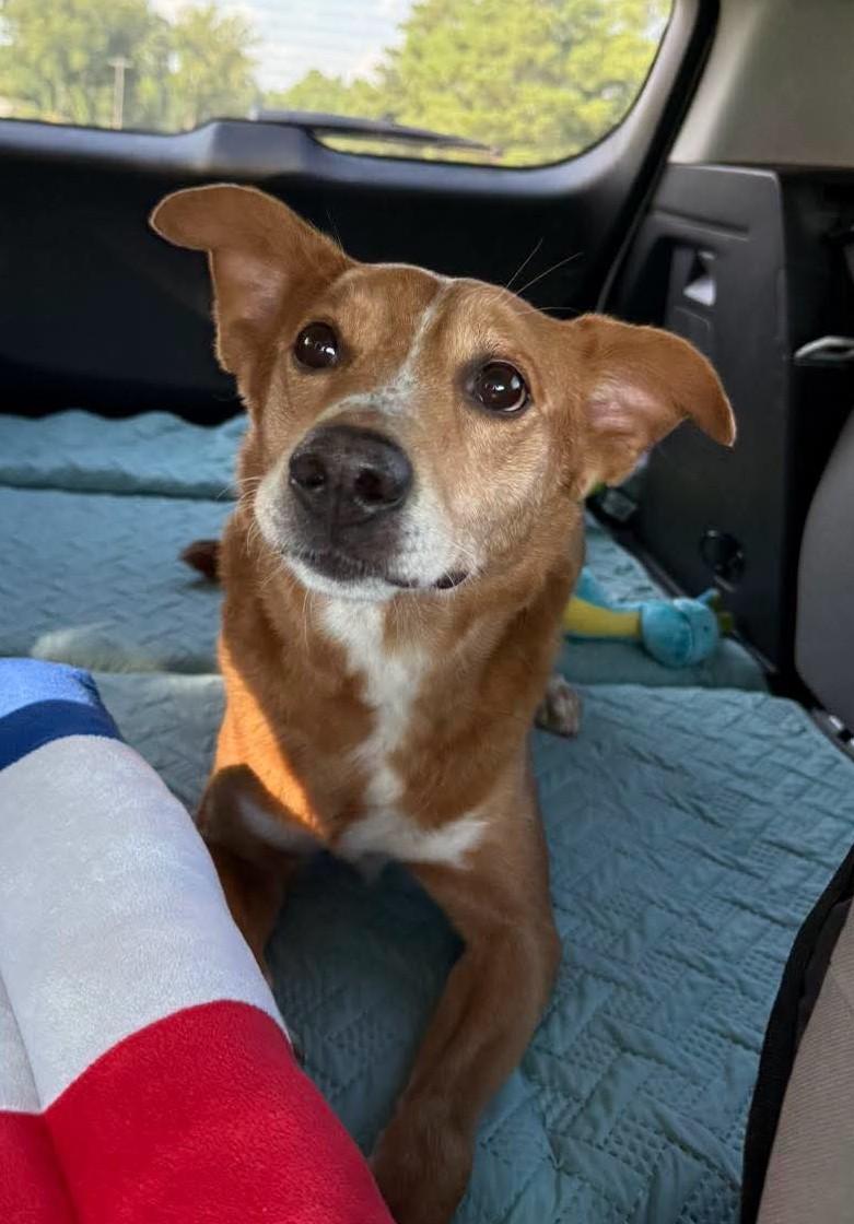 Paul, Adoptable, Adult Male Labrador Retriever.