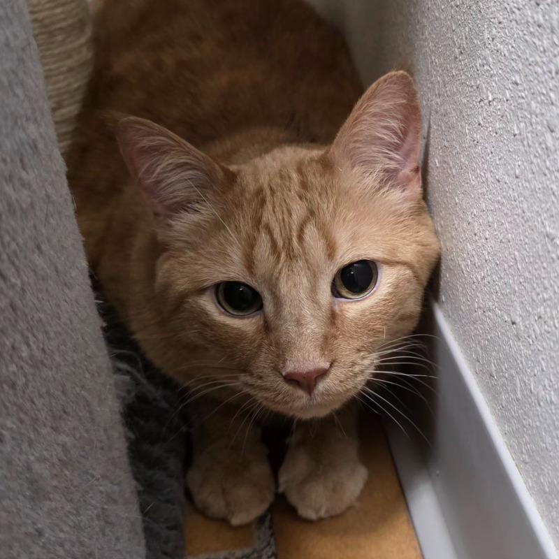 Chester, Adoptable, Adult Male Domestic Short Hair.